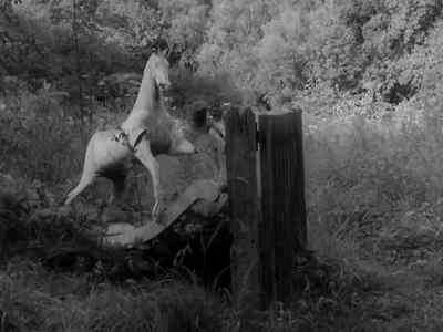 (Dog barking) - Alice in Wonderland