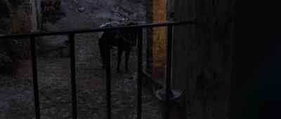 [dog barking] - The Appaloosa