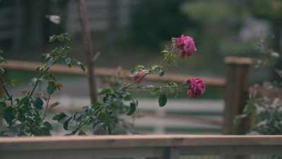 [dog barking] - Pamela, A Love Story