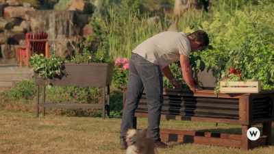 [dog barking] - A Little Daytime Drama