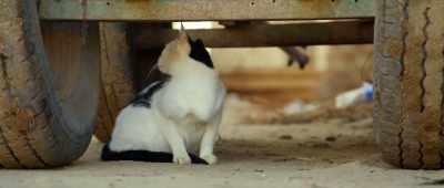 [dog barking] - Secrets of the Saqqara Tomb