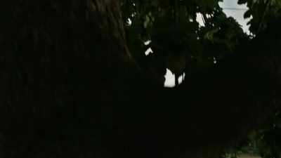 (dog barking) - Informer 3838