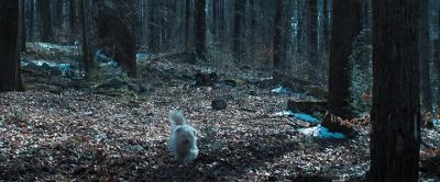 [dog barking] - The Virtuoso