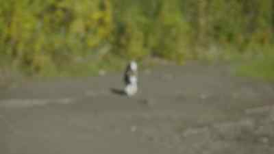 [ DOG BARKING ] - The Last Alaskans