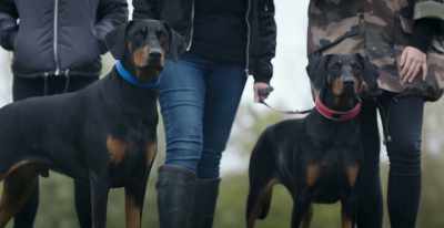[dog barks] - Surviving Christmas with the Relatives
