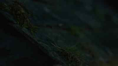 DOG BARKS - Poldark