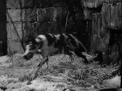 [DOG BARKS] - Jane Eyre