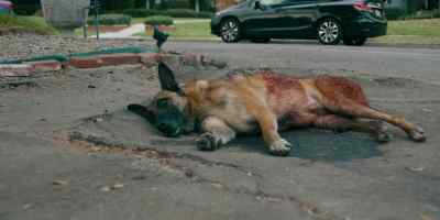 [dog crying] - On Call