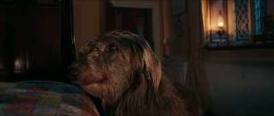 DOG GROWLS - Dodger
