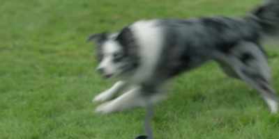 -[Dog growls] - The Midwich Cuckoos