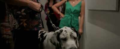 - [dog pants]
- [background chatter] - Upgraded