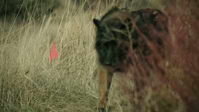 [dog sniffs] - 68 Whiskey