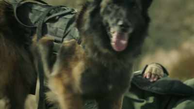 [dog squeals] - 68 Whiskey