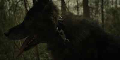 (DOG WHIMPERING, BARKING) - The Outsider
