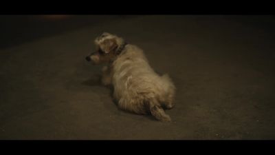[dog whimpering] - The Watcher