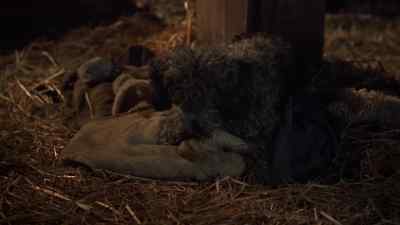-[DOG WHINES]
-Here you are, boy. - War and Peace