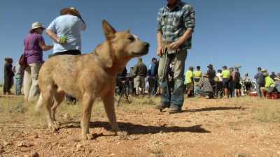 (DOG WHINING) - Outback Opal Hunters