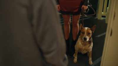 [dog whining] - Animal Control