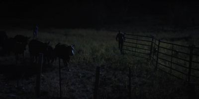 (DOG YIPS) - Yellowstone