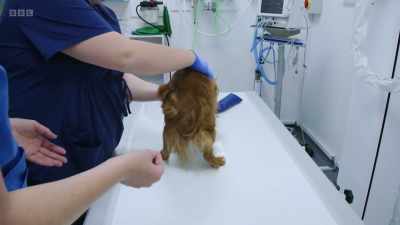 Dogs are often sedated for this, - 24/7 Pet Hospital