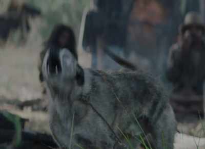 (DOGS BARK) - The Nightingale