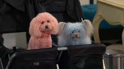 [dogs bark] - Side Hustle