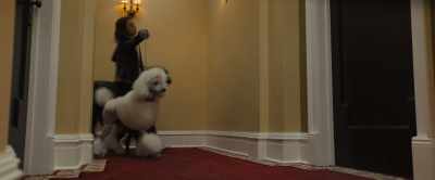 -[dogs barking]
-Max, come back! - A Dog's Journey