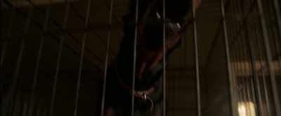[dogs barking] - The Conjuring: The Devil Made Me Do It