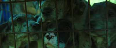 [dogs barking] - Citizen Bio