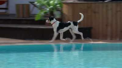 (DOGS BARKING) - Love Island