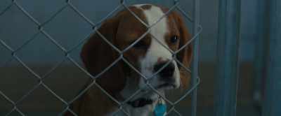 [dogs barking] - A Dog's Journey