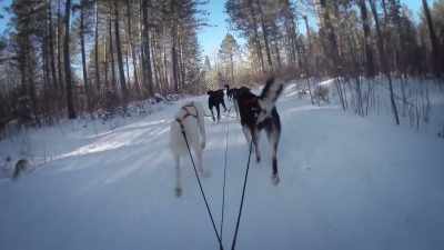 (dogs barking) - United States of Animals