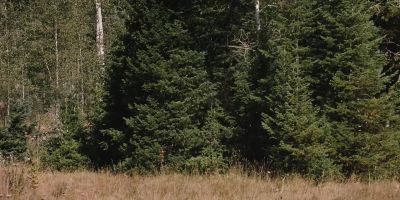 [dogs barking] - Yellowstone