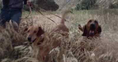 (dogs barking) - Sweet Sweetback's Baadasssss Song