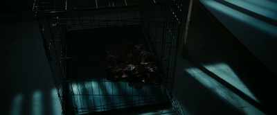 [dogs barking] - Herd