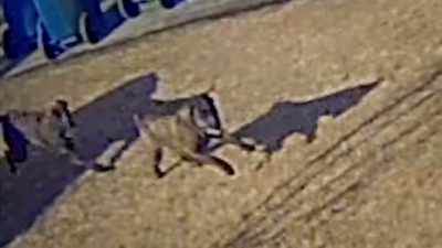 [ Dogs barking ] - Neighborhood Wars