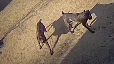 [ Dogs barking ] - Neighborhood Wars