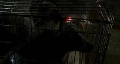 [dogs barking and whining] - The Inspector Lynley Mysteries