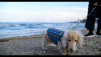 Dogs can't speak
but he always knows - Dogs