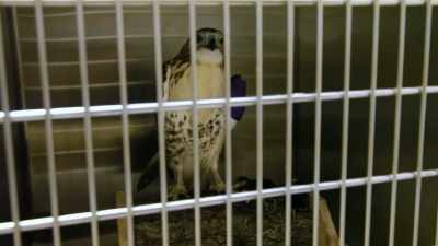 Dogs and cats have,
at least hopefully, - Pet Fooled