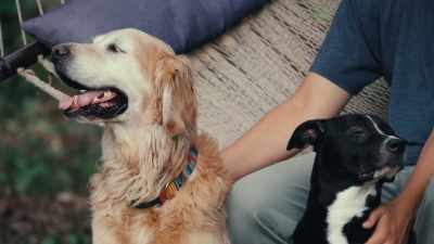 Dogs create
attachment bonds with us - Inside the Mind of a Dog