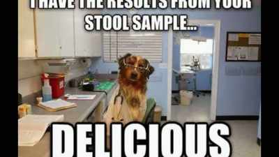 Dogs-- if given
the opportunity-- - Pet Fooled