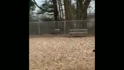 Dogs humping each other,
she's calling the cops. - Sound of the Police
