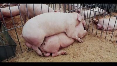 Dogs, lions, pigs, - Cunk on Life