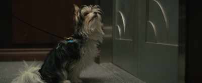 [dogs panting] - A Dog's Journey