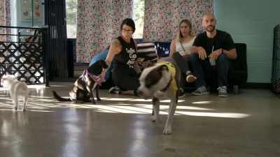 Dogs... - The World According to Jeff Goldblum