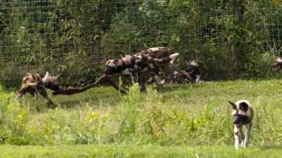 (dogs squeaking) - Secrets of the Zoo