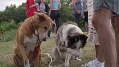 [dogs squeal] - Frankie Meets Jack