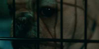 [dogs whimpering, barking] - Project Power