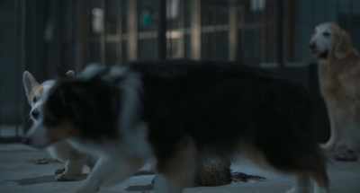 (dogs whooping, barking) - Strays